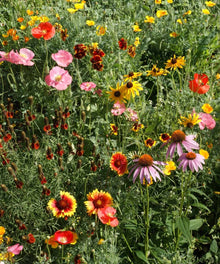 Garden Sprinkles Wildflowers
