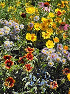 Garden Sprinkles | Honeybee